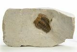 Three Spiny Selenopeltis Trilobite Fossils - Erfoud, Morocco #312825-4